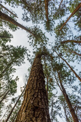Fototapeta premium View of vagamon pine forest