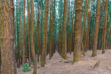 View of vagamon pine forest