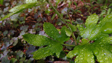 Bright green leaves with dew drops like wet after rain. Rich green plants with raindrops with natural Background green textured plants in weather after rain. stock photo (Lygodium Paltamum)