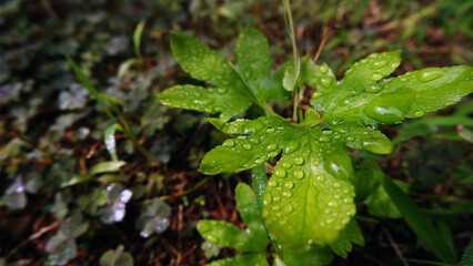 Bright green leaves with dew drops like wet after rain. Rich green plants with raindrops with natural Background green textured plants in weather after rain. stock photo (Lygodium Paltamum)