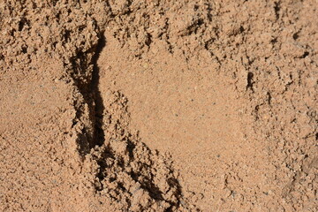 texture of the sand