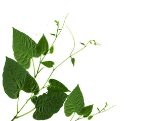 green leaf isolated on white background