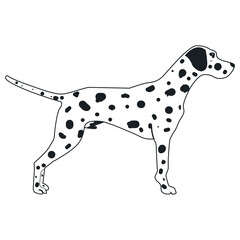standing dalmatian dog