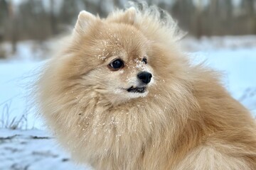 Pomeranian Spitz dog, cute puppy on white snow background walking at snowy weather 