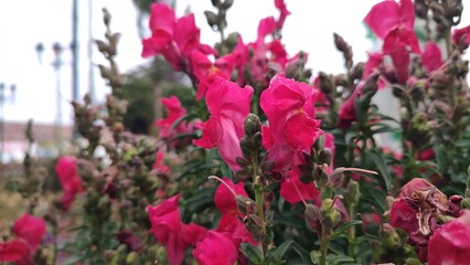 Fototapeta na wymiar flowers in the garden, Red flowers