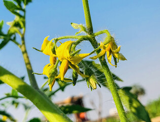 Beautiful tomato flower in Bangladesh . Flowers of tomato .