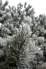 pine tree branches with a dusting of snow