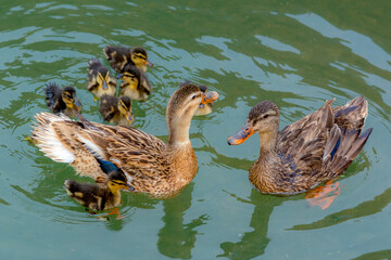 duck with ducklings in the pond, beautiful chicks of ducks in the water 