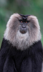 close up of a Lion Tailed Macaque sitting on the ground