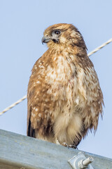 Brown Falcon in Victoria, Australia