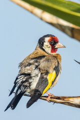 European Goldfinch in Victoria, Australia