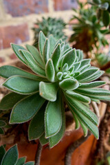 Echeveria setosa Rose & Purpus is a succulent plant species of the Crassulaceae family. Close-up detail of a succulent plant planted in a pot. 