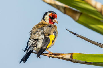 European Goldfinch in Victoria, Australia