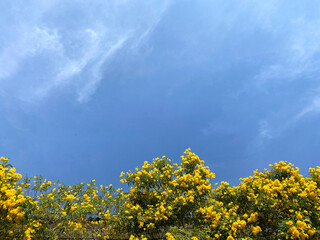 Obraz premium Yellow flowers on blue sky background