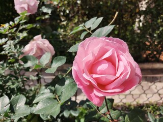 pink rose