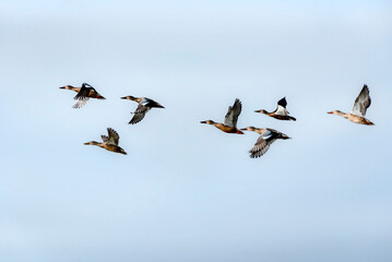 ducks in flight , duck flying in the blue sky 