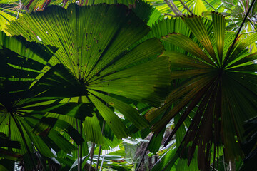 Deep dark green palm leaves. Creative Layout. Horizontal.