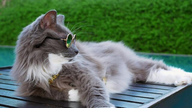Fluffy gray cat in sunglasses resting on sun lounger by pool. Rest of pets in tropical countries. Vacation with cat at pool. A surial cat with glasses sunbathe like man by pool. Pets behave like owner
