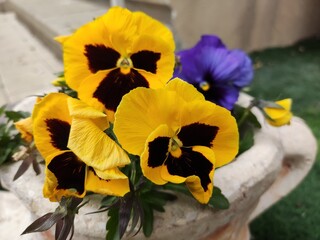 Yellow and purple Pansy flowers