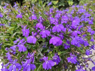 Purple flowers in the garden