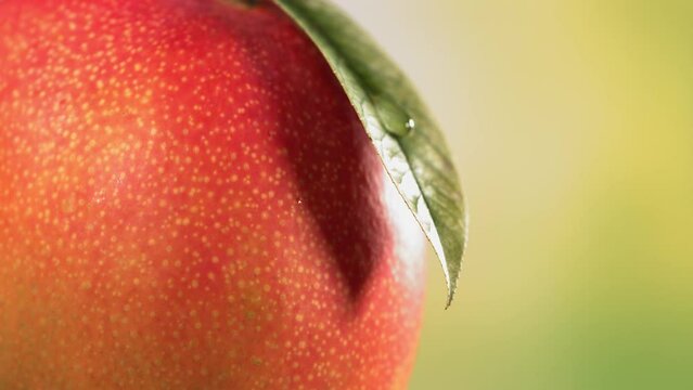 Drop falling from leaf of ripe mango on nature background. Spa Skincare cosmetics and beauty concept