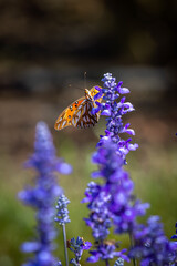 A butterfly visits flowering lupine plants in spring color