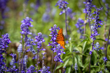 A butterfly visits flowering lupine plants in spring color