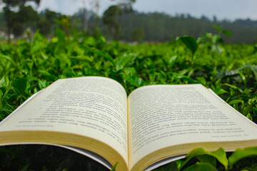 An open book on green tea leaves. Reading concept in nature. Green tea plantation in spring