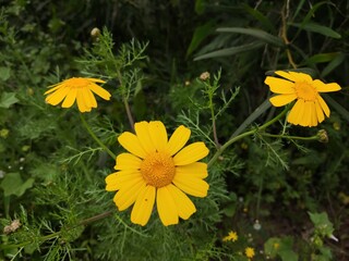 yellow daisy flowers