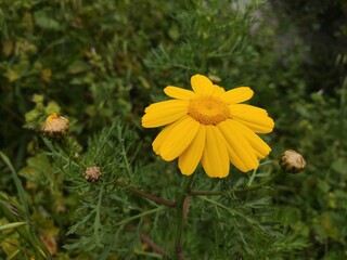 yellow flower in the grass