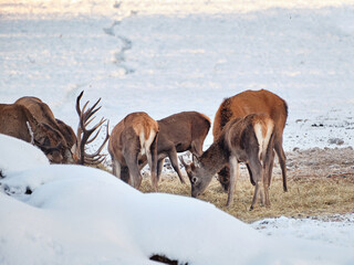 A group of deer in the winter forest in the daytime. Portrait of deer in the wild. Close-up