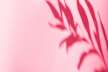 The shadow of the plant on a magenta background.