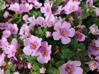 pink flowers