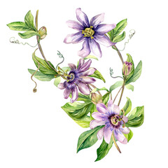 Passion flower plant watercolor illustration isolated on white. Blue tropical plant, stem and foliage hand drawn. Design element for wrapping, menu, market, herbal tea, ice-cream, stickers, tableware.