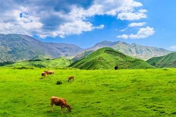 あか牛　放牧風景　「阿蘇山への道」
Akaushi cattle grazing scenery "Road to Mt. Aso"
日本(春・新緑)
Japan (Spring/Fresh green)
九州・熊本県阿蘇市「仙酔峡（せんすいきょう）」
Aso City, Kumamoto Prefecture, Kyushu "Sensuikyo"
