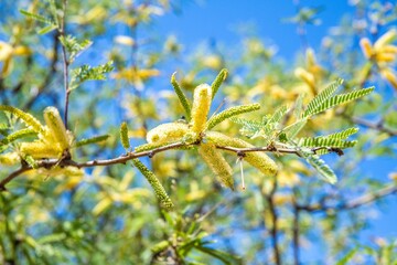 A huge old tree in Saguaro NP, Arizona