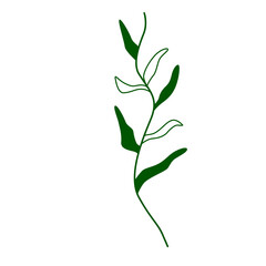 green leaf isolated