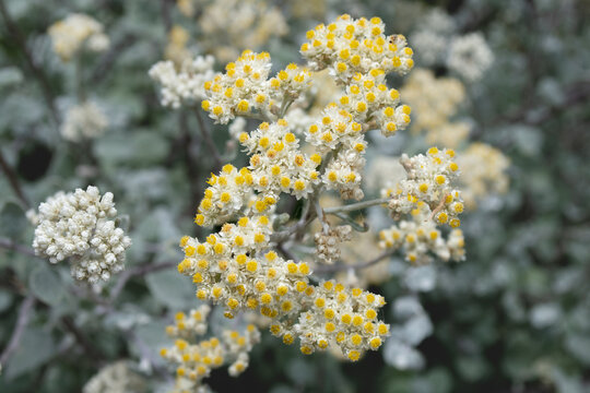 Small white flowers Helichrysum petiolare silver bush everlasting in the garden