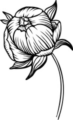 Linear peony flower. Hand drawn illustration. This art is perfect for invitation cards, spring and summer decor, greeting cards, posters, scrapbooking, print, etc.