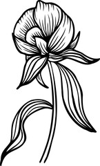 Linear peony flower. Hand drawn illustration. This art is perfect for invitation cards, spring and summer decor, greeting cards, posters, scrapbooking, print, etc.