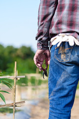 Backyard marijuana grower trimming off water leaves to encourage the plant to bud