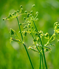 Green grass in nature in summer