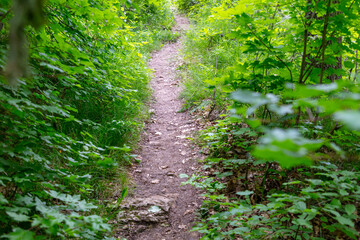 Path near the forest in nature