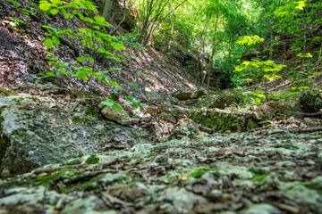 Rock formation in the forest in nature