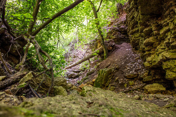 Rock formation in the forest in nature