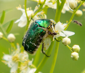 Maybug on white flowers in nature