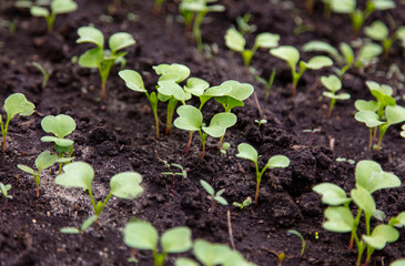 Radish sprouts break through the ground in spring.