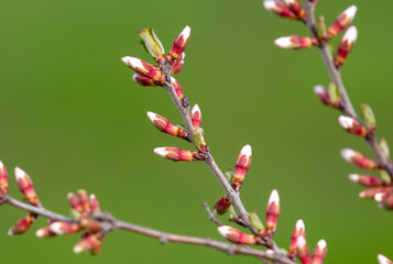 Closed flowers in buds on a cherry tree in spring.