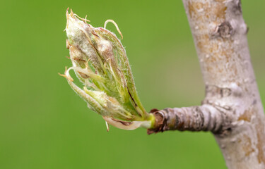 Opening bud on pear branch in spring.