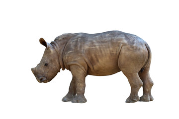 Baby white rhinoceros isolated on transparent background png file	